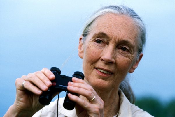Dr. Jane Goodall, DBE, U.N. Messenger of Peace